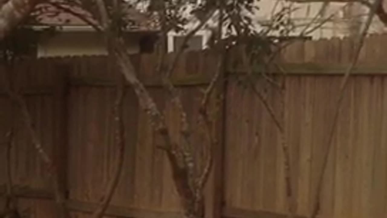 The backyard is taken over by squirrels.