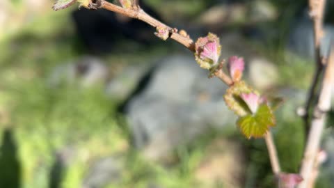 Chardonnay Vine 2023