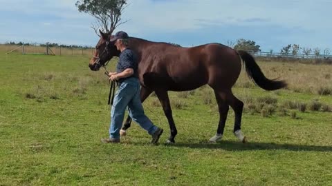 Foxhill - Headwater x Nouvelle Charm