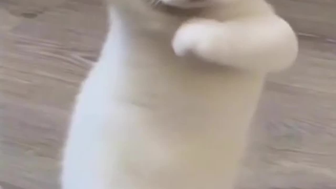 Funny Cat dancing 🤣
