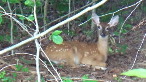 Fawn Deer