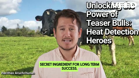 Teaser Bulls:Boost Dairy Farm Success