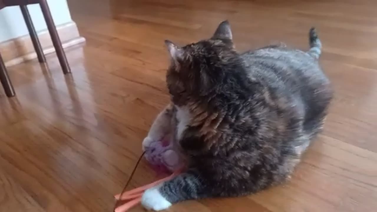Cat + String: The Satisfying, ASMR-Ready Play Session