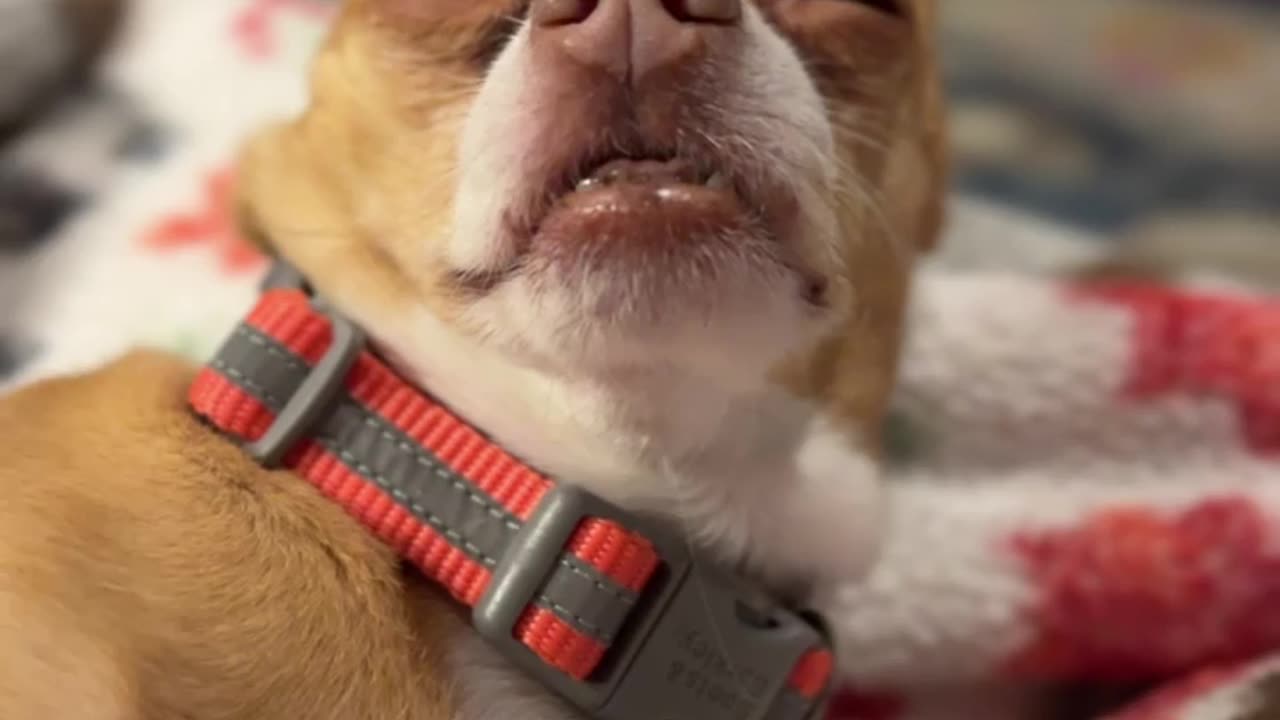 Renaldo falling asleep while getting pets,