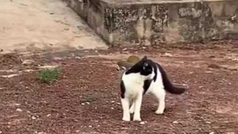 😂🛴 You Won't Believe This Hilarious Free Ride! | FunFM