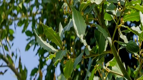 Lustrous and Large Evergreen Bay Bush Gets Slash