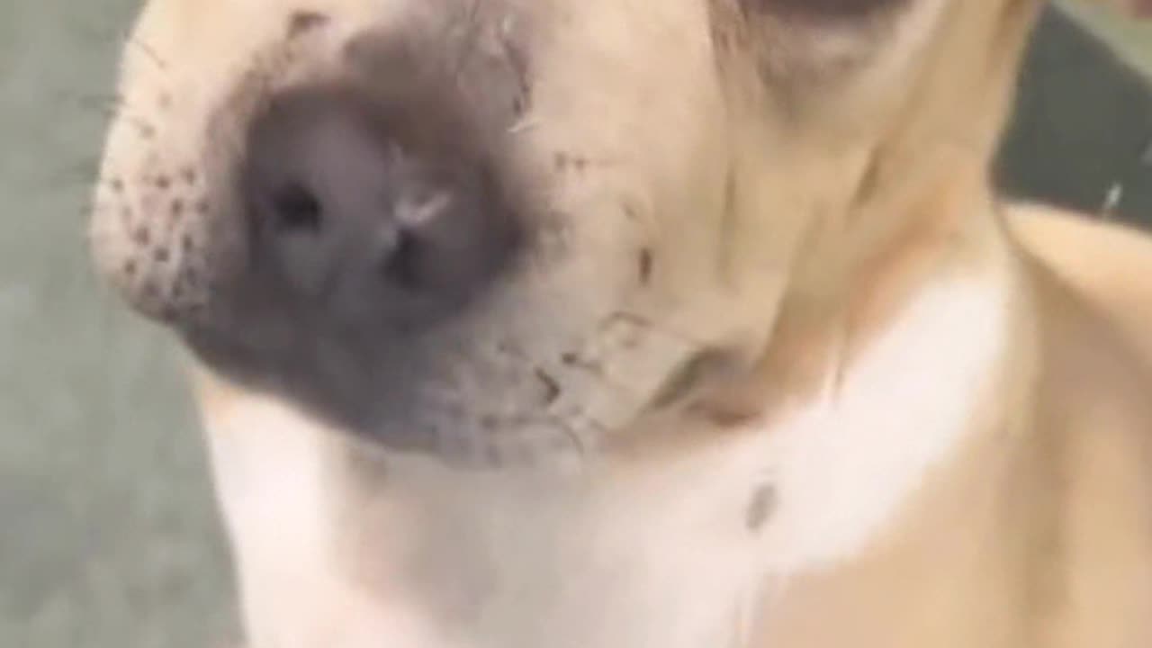 Adotping a dog