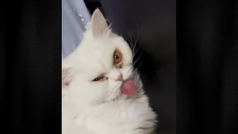 new funny cat and dog videos of 2025 - funniest-animals