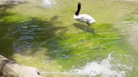 swan