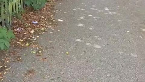 Irishman confronts a group of Muslims after they block roads and abandon their cars in his area.