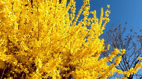 meditation-music-relaxingmusic-meditation-morningyoga---best-spring-creek-with-relaxing-piano