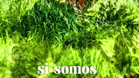 ORACIÓN 😇 🫠 🤍