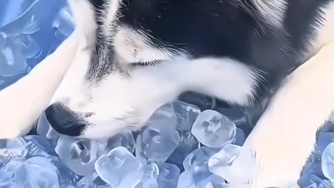 Little dogs comedy Videos 🤣 so cute videos 😍 funny pictures and puppies comedy scenes 😂