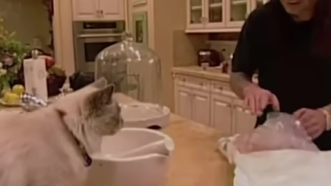 Ozzy talks with his cat
