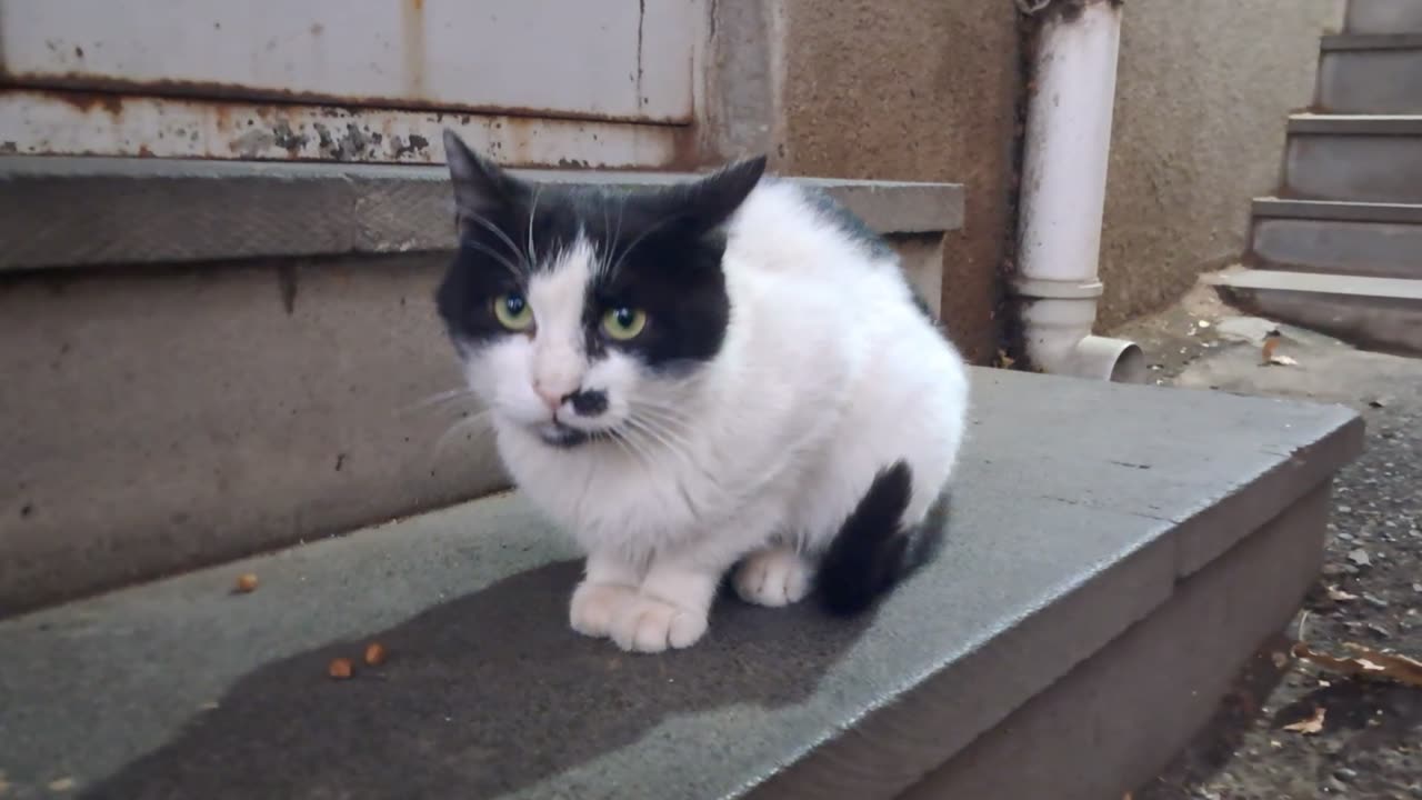 The Stairway Standoff: Cats, Snacks & Sneaky Shenanigans
