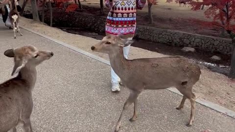Two Deer Fight For Tourist's Treats