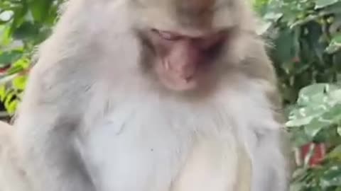 Funny videos of monkey 🐒