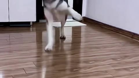 FUNNY ANIMAL COMPILATIONS - PART 43