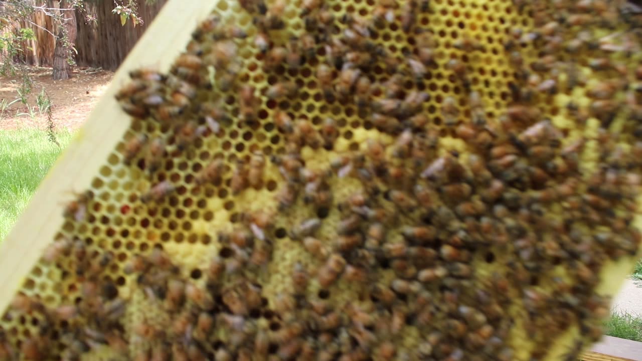 Bees are being born. Be-eing born?