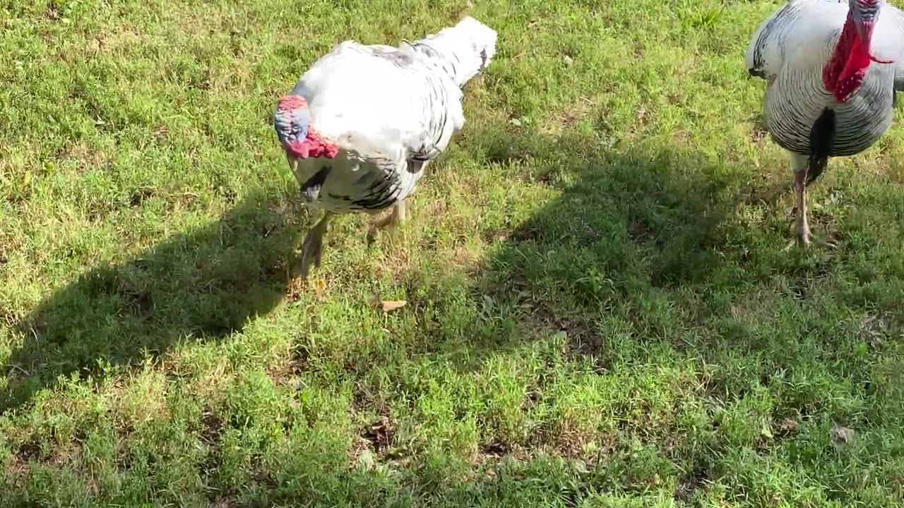 Ultimate Frisbee Farm Edition