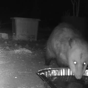 EA S172 - Opossum Thirst Trap