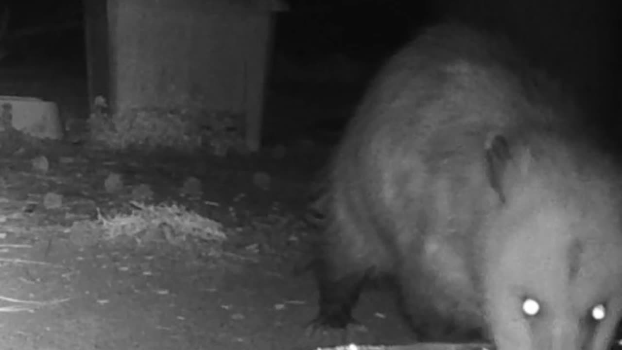 EA S172 - Opossum Thirst Trap