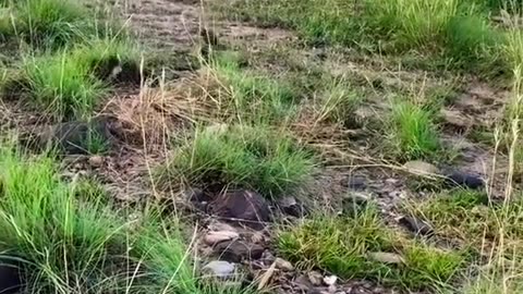 #1millionviews #quailsound #quail #batairkiawaz #batairhunting #بٹیر #quailhunting #birdcall