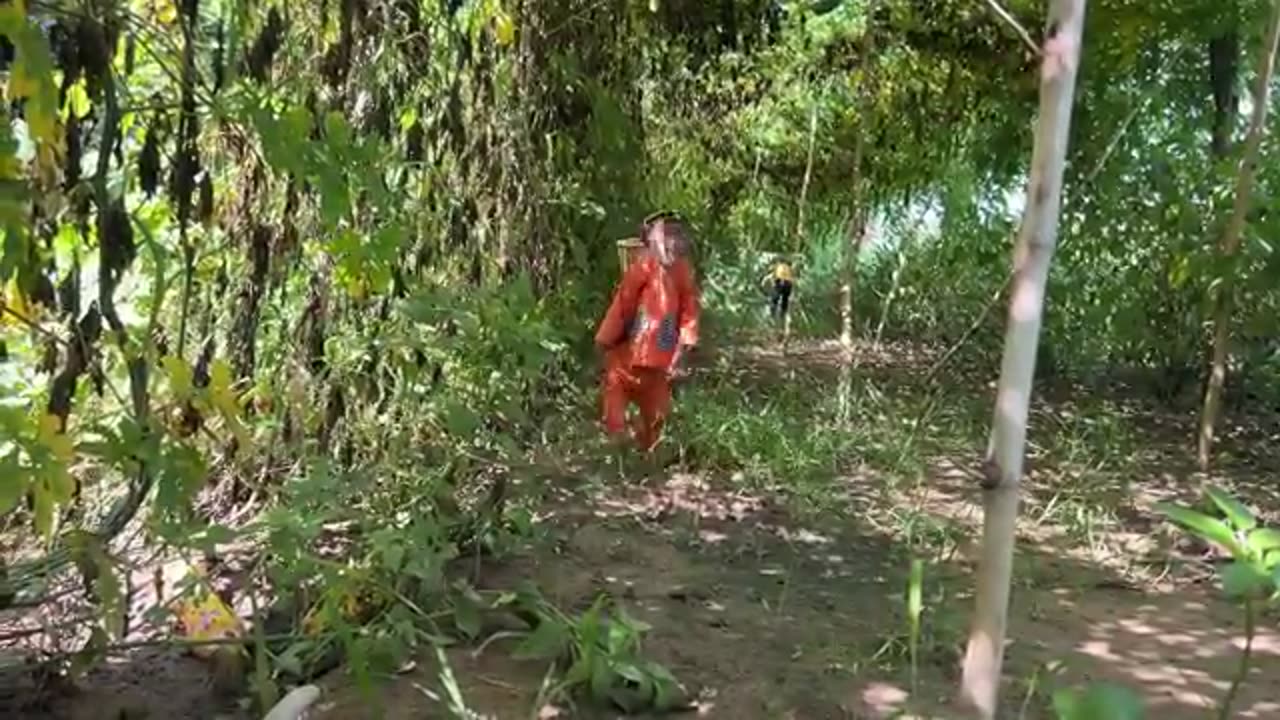 The craziest funny monkey video