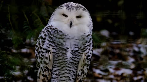 Barred owl talking High alert