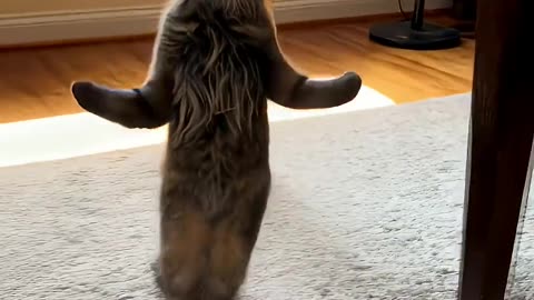 *Funny & Cute Animals*