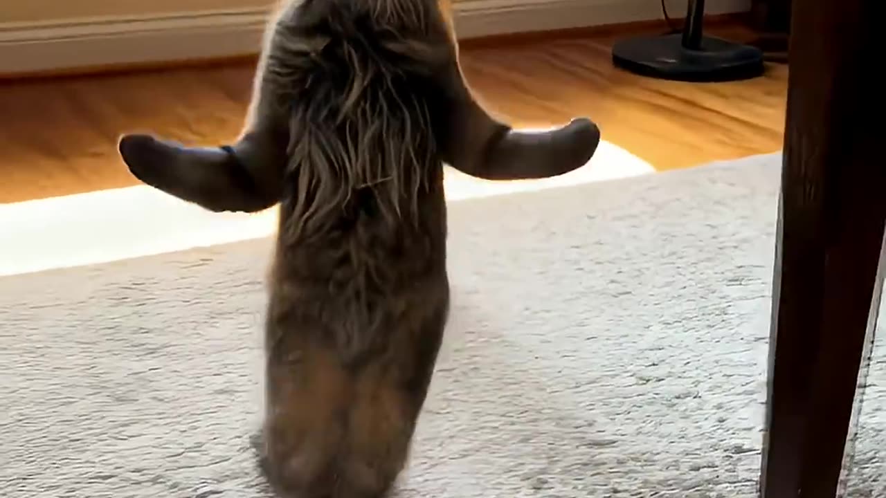 *Funny & Cute Animals*