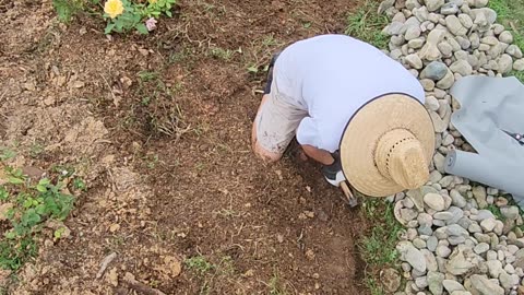 Year 4 Heavy Terraforming of The Area 32 Hybrid Tea Rose Feature.