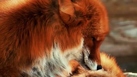 Fox: Clever Trickster of the Wild