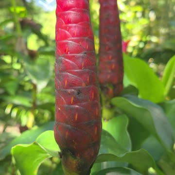 Peaceful Morning Farm View 🌿 | Expat Life in the Philippines 🇵🇭