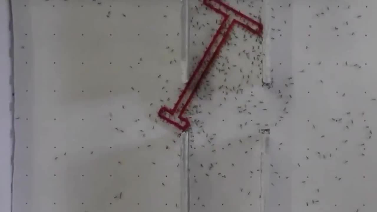 Animal intelligence