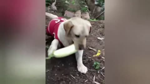 funny animals