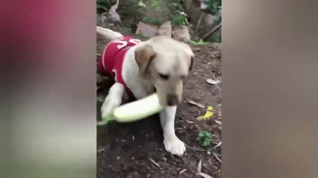 funny animals