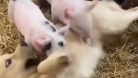 🐶😱 The Funniest Dog Attack Ever! | FunFM