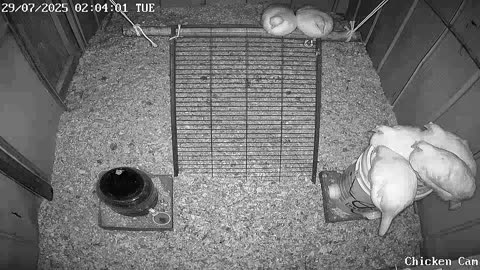 Millar Time Chicken Cam
