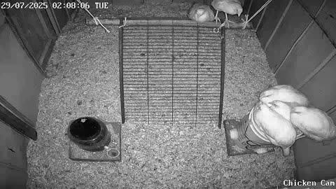 Millar Time Chicken Cam