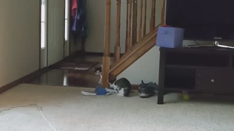 🤭👀 Sneaky Brother Caught in the Act! | FunFM