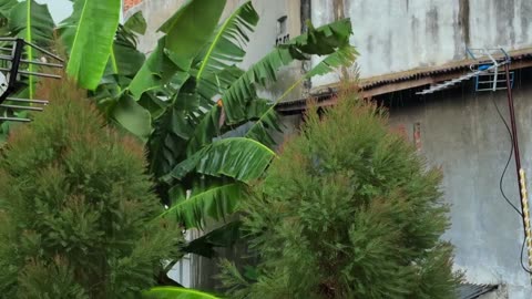 A Rainy Day Begins – Gentle Morning Showers and Quiet Moments (Part 1)
