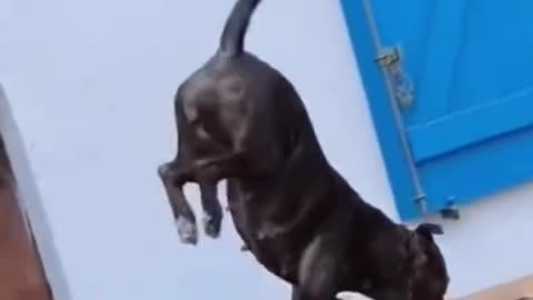 Dog's Comedy Videos 🤣 so cute videos 😍 funny videos 🤣