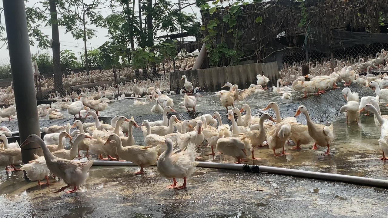 ducks sunbathing in the countryside