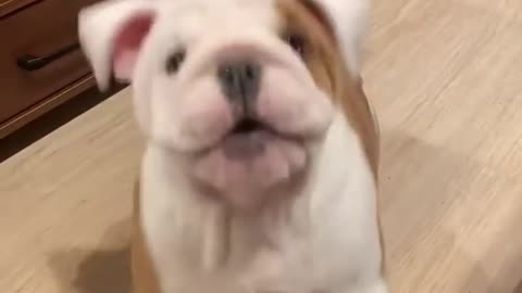 Dogs can understand what you are saying