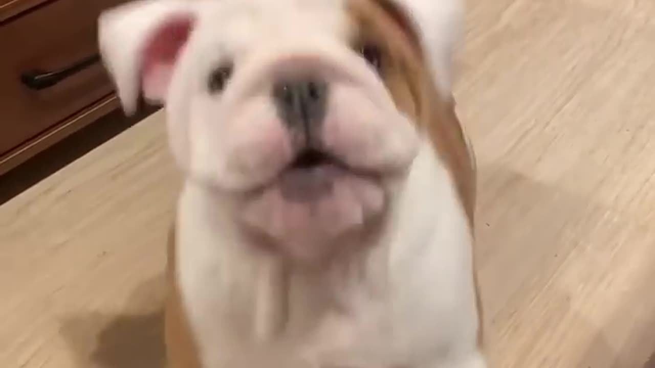 Dogs can understand what you are saying