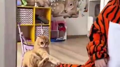 cat and human😹😻#funny #cat #animal