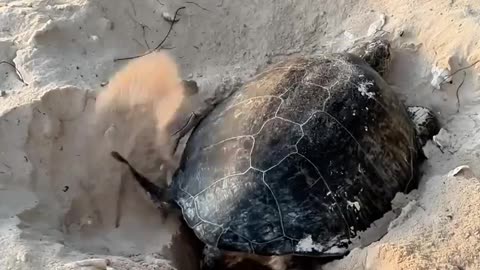 🤯🐢 You Won't Believe The Secret to Making and Breaking Turtles! | FunFM