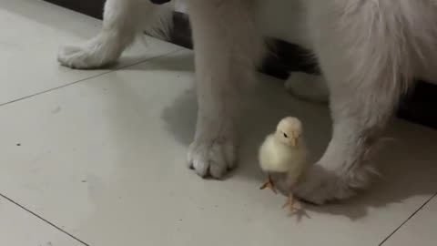 what happened bird? so sad