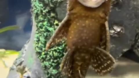 Fish clip